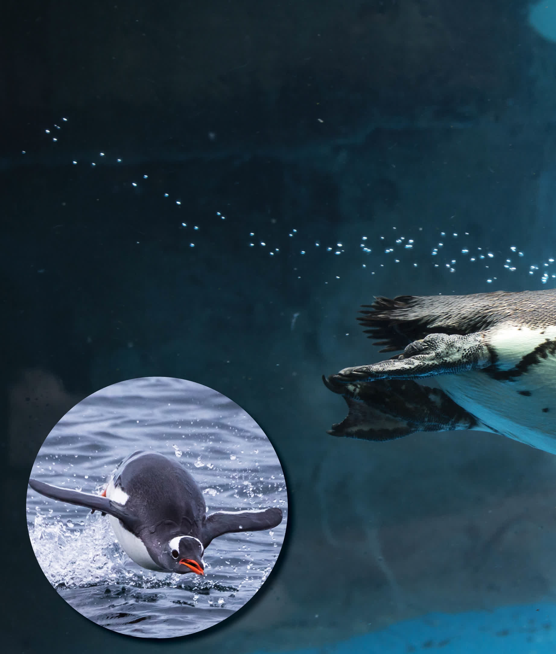 Only five of the penguin species live in the cold Antarctic region Yes that - photo 7