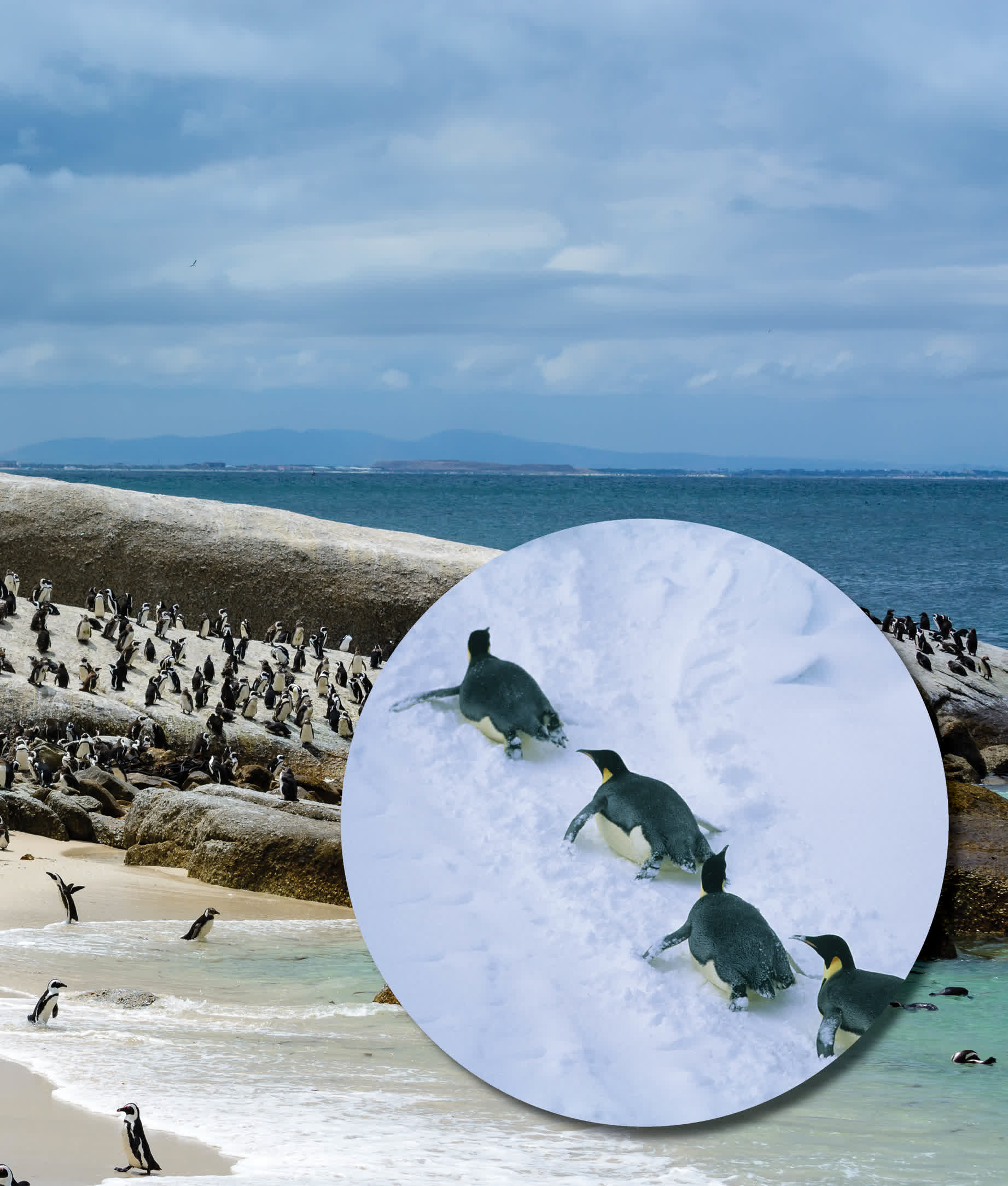 Penguins waddle hop and slide on land When on land most penguins live - photo 10