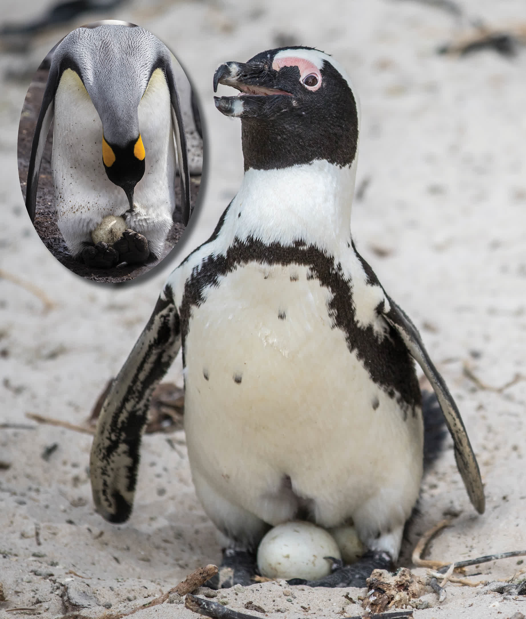 Even though penguins mostly live in water they lay eggs on land Some hold - photo 11