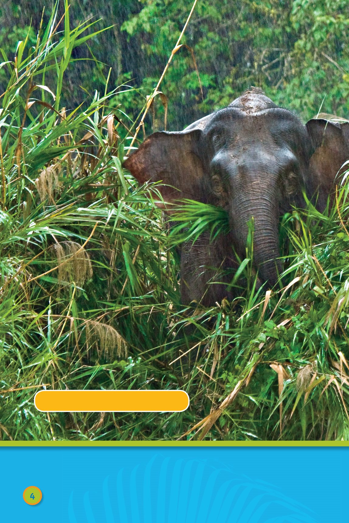 Borneo pygmy elephant It rains a lot There are tall - photo 6