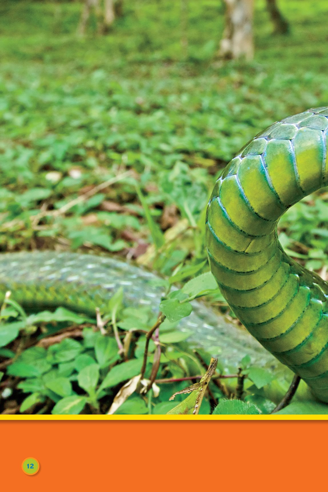 Snakes slither mountain sipo snake macaws - photo 14