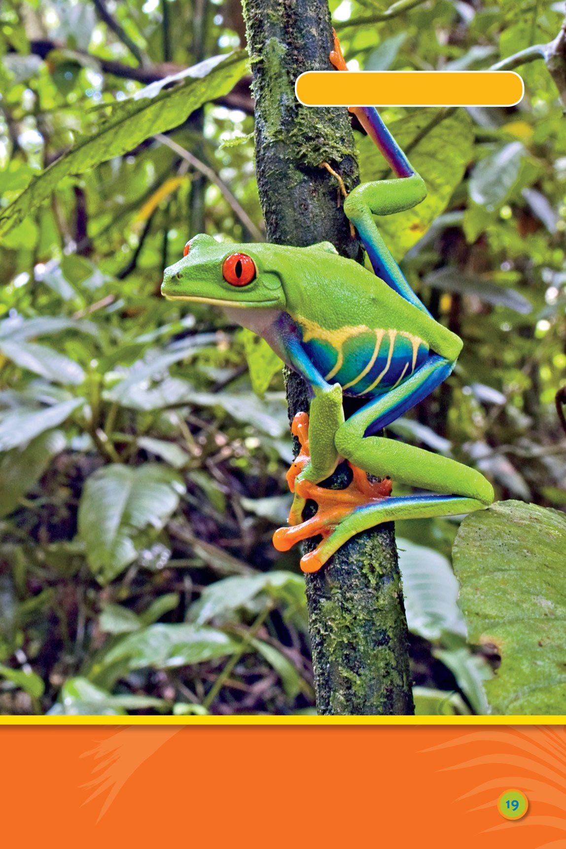 red-eyed tree frog Some are small Some lie on leaves Fiji crested - photo 21