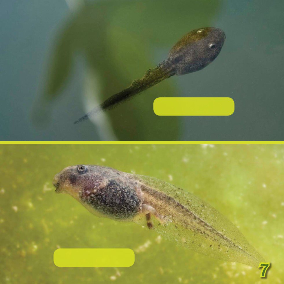 FROG TADPOLE TOAD TADPOLE Splitting the Difference There are - photo 9