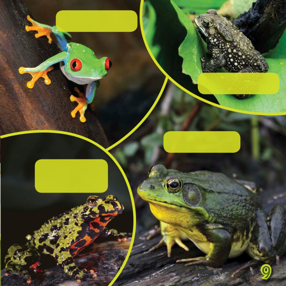 RED-EYED TREE FROG BLACK-SPINED TOAD FIRE-BELLIED TOAD AMERICAN BULLFROG - photo 11