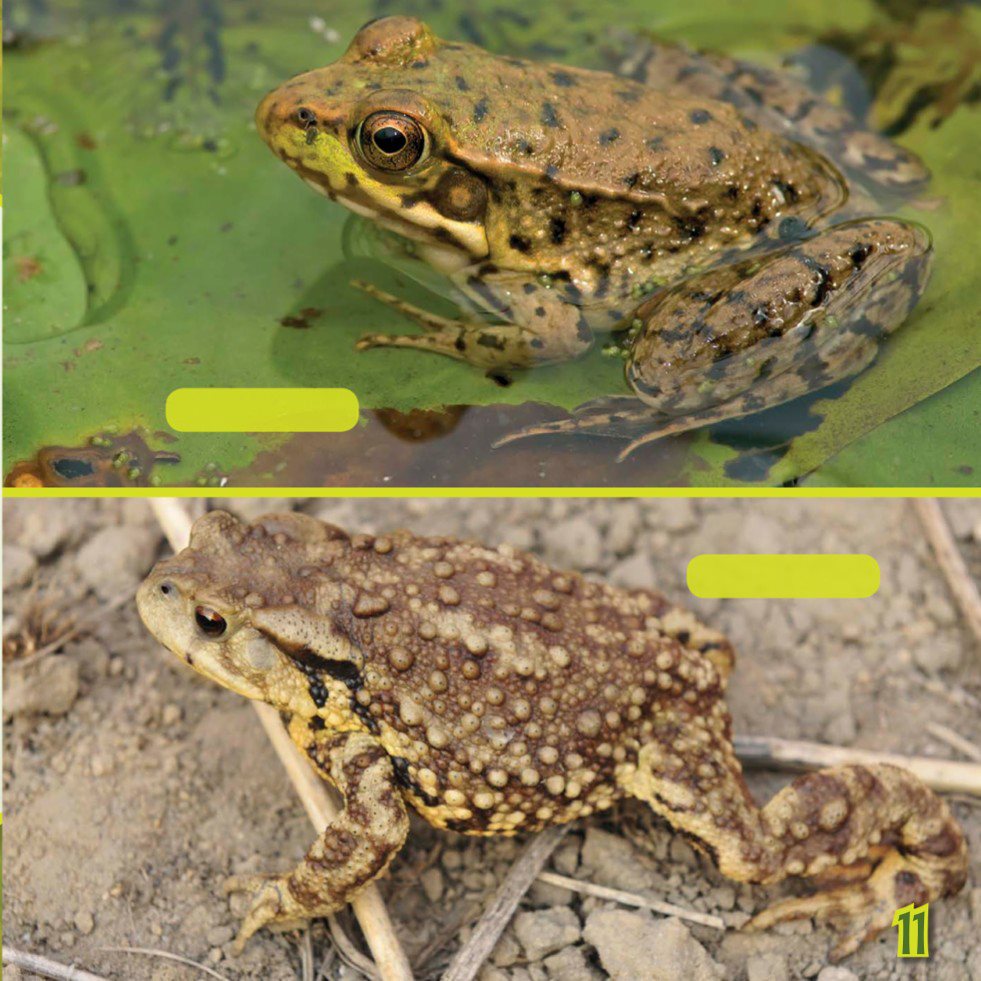 FROG TOAD Body Type Toads usually have a wider body than frogs - photo 13