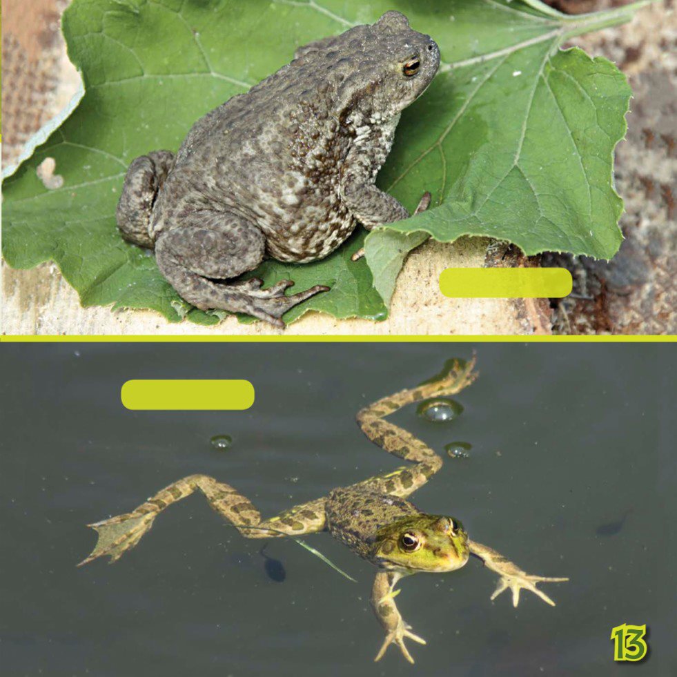 TOAD FROG Poison Pair Frogs are food for many animals To stay - photo 15