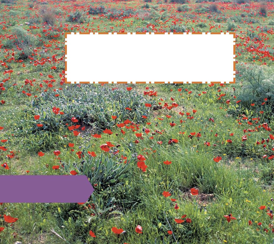 A Colorful Land Israel has green fields and brown deserts It has bright blue - photo 6