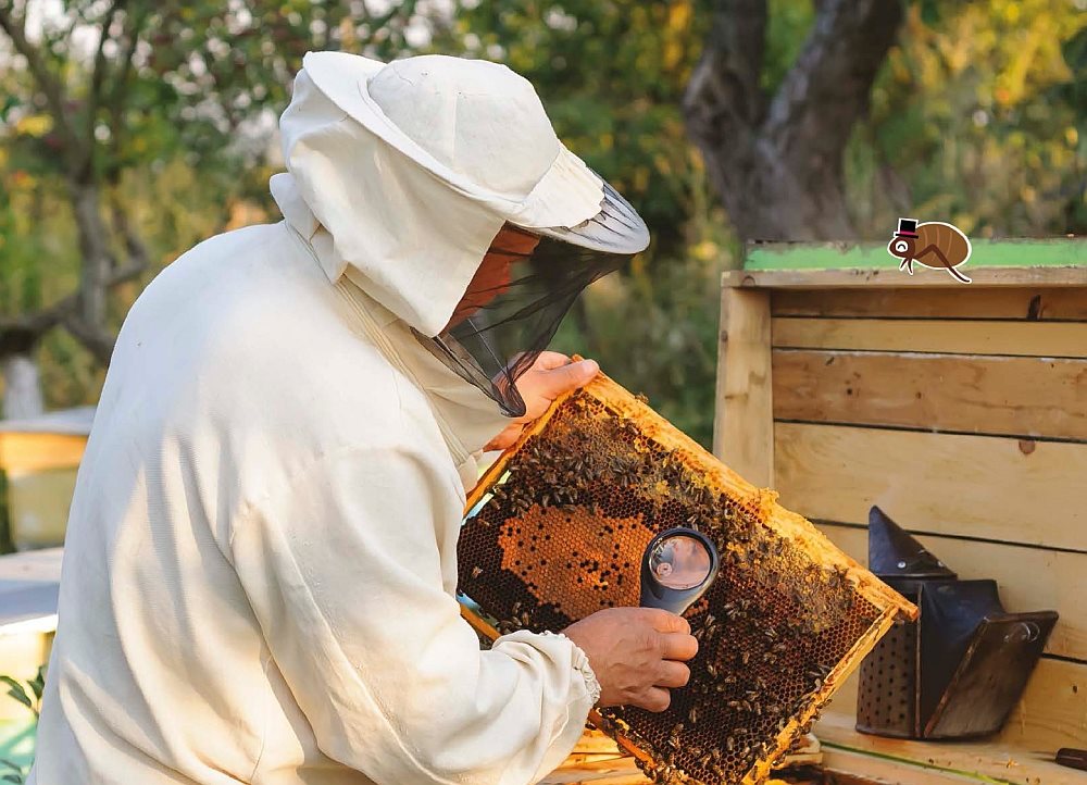 Baby bees are called a bee brood Some varroa mites attack the bee brood This - photo 6