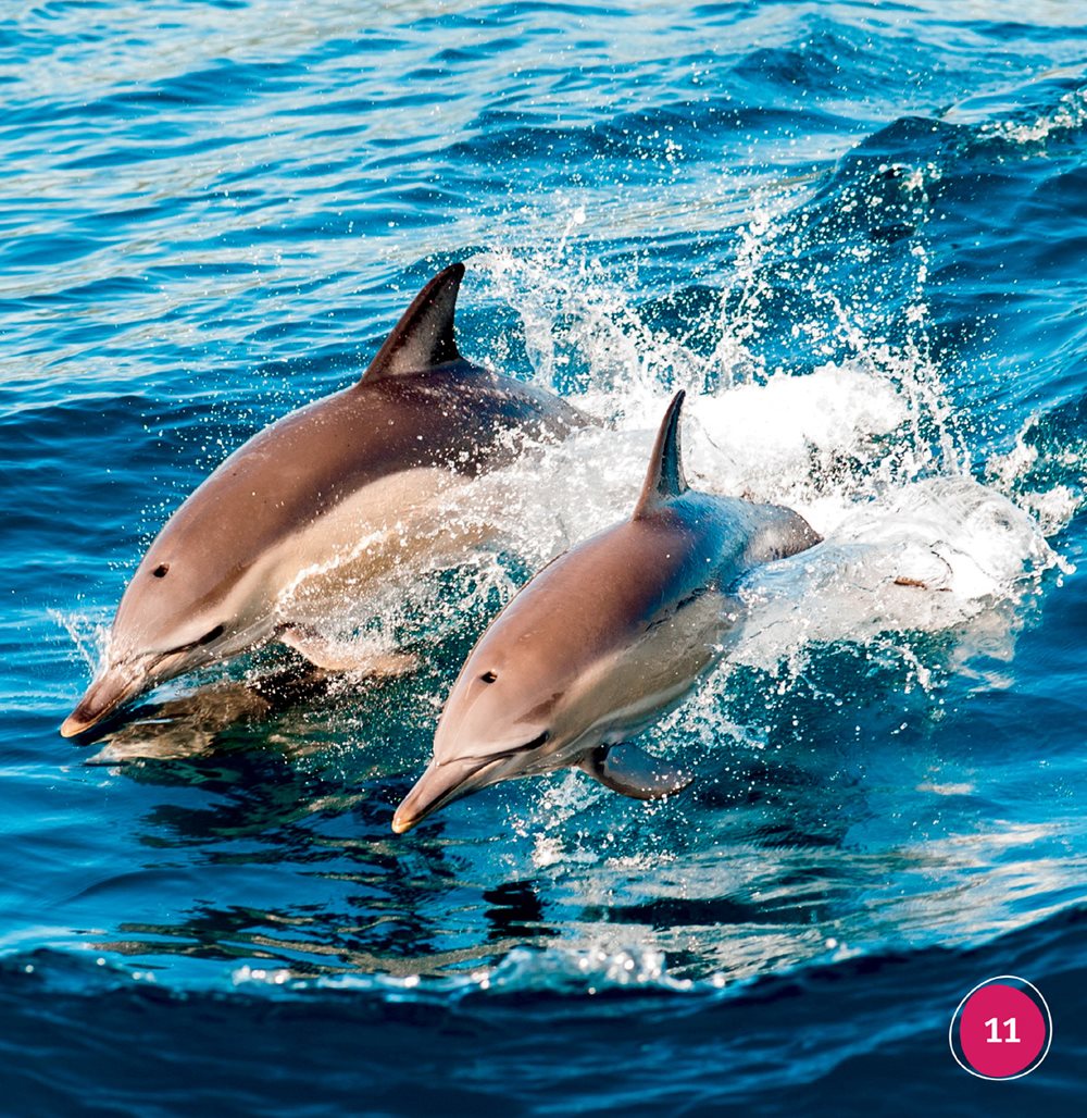 Many dolphins live together Their group is called a pod Dolphins in a pod - photo 11