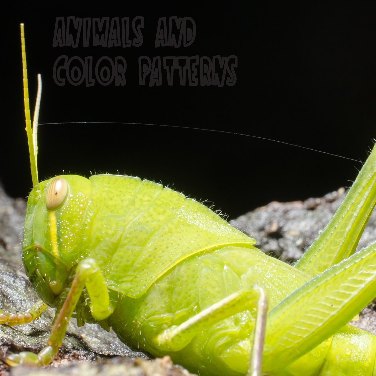 Animals and Color Patterns Imagine you are a bright green grasshopper - photo 6