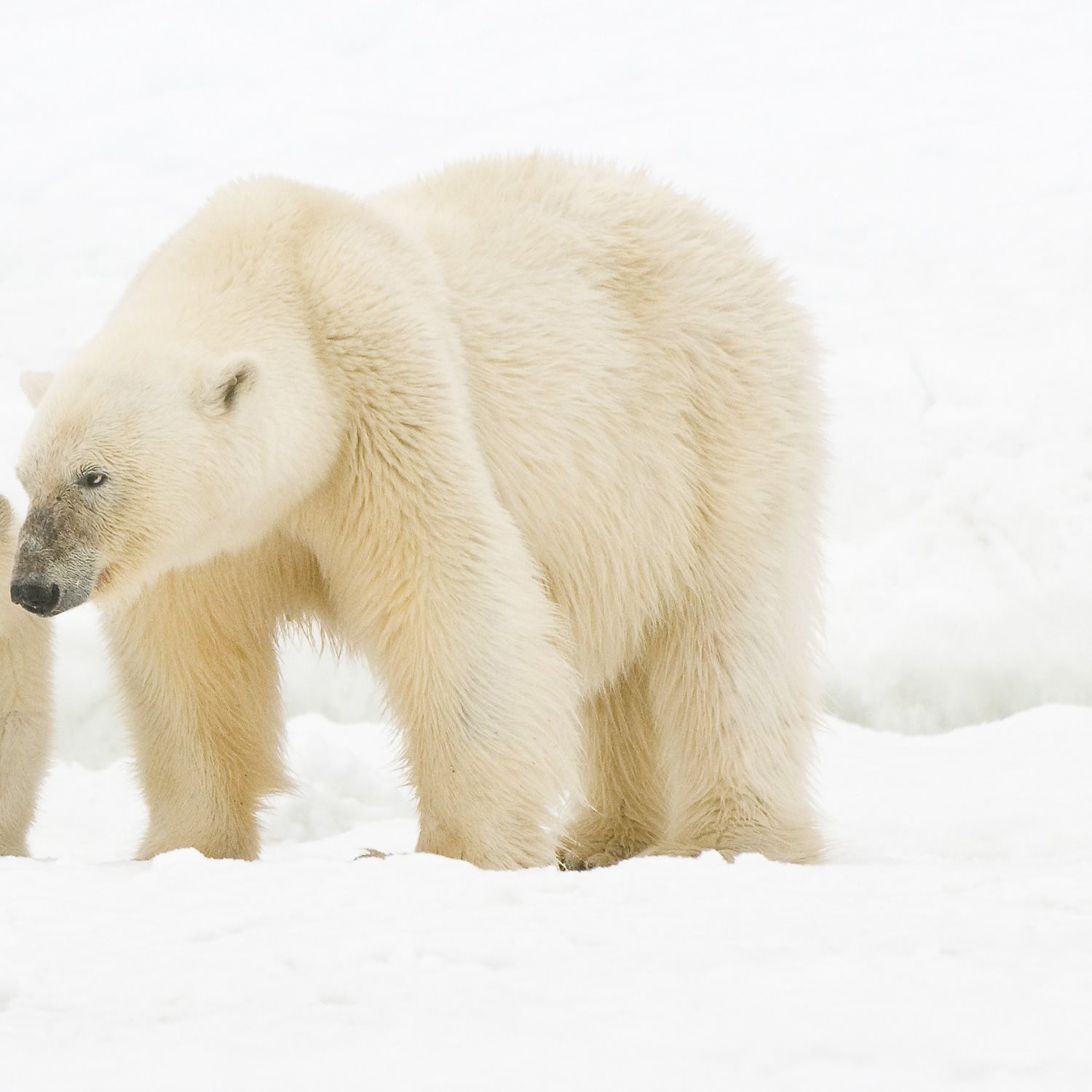 Under their fur polar bears have black skin The skins dark color soaks in - photo 11