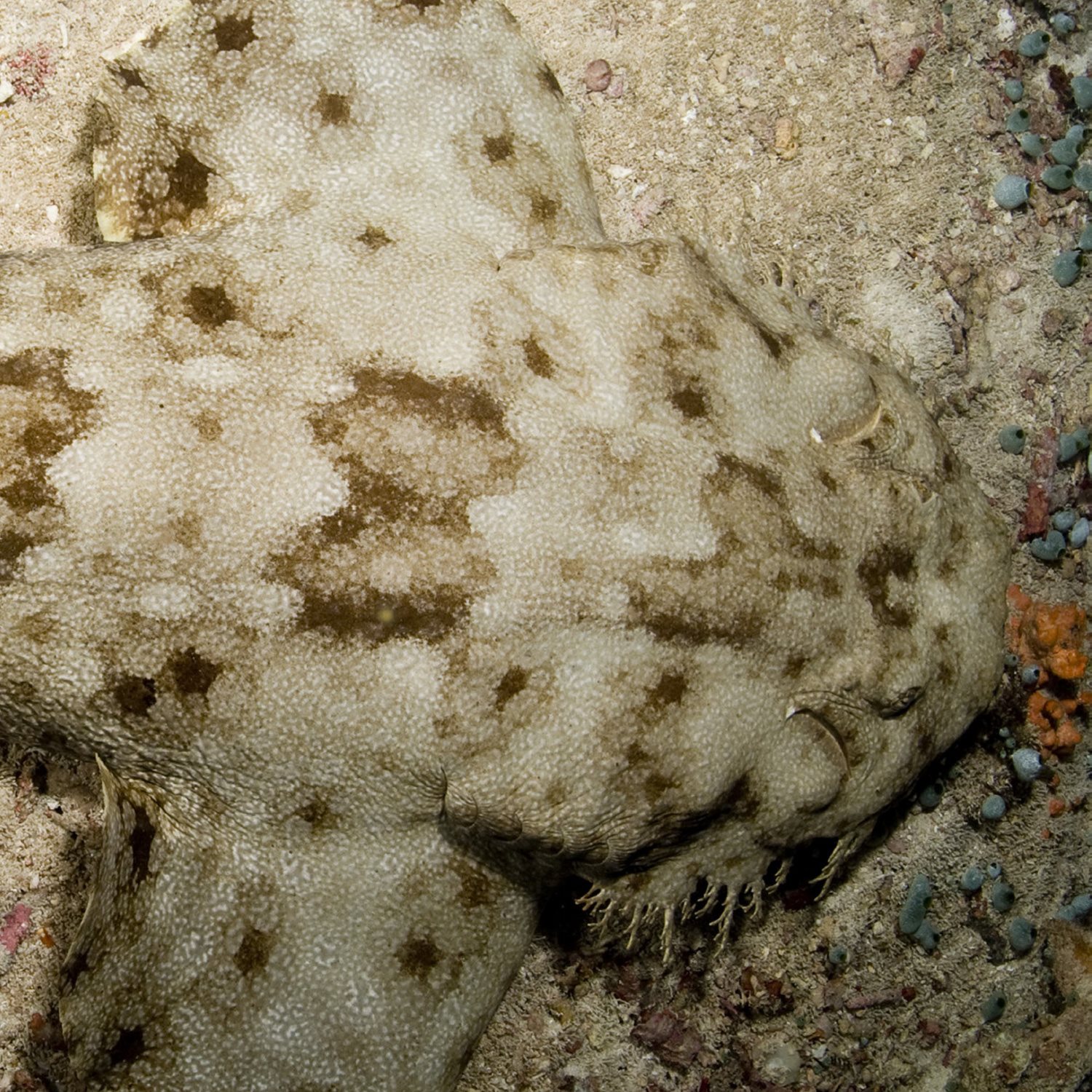 Carpet sharks use camouage to blend in with rocks sand or coral on the - photo 17