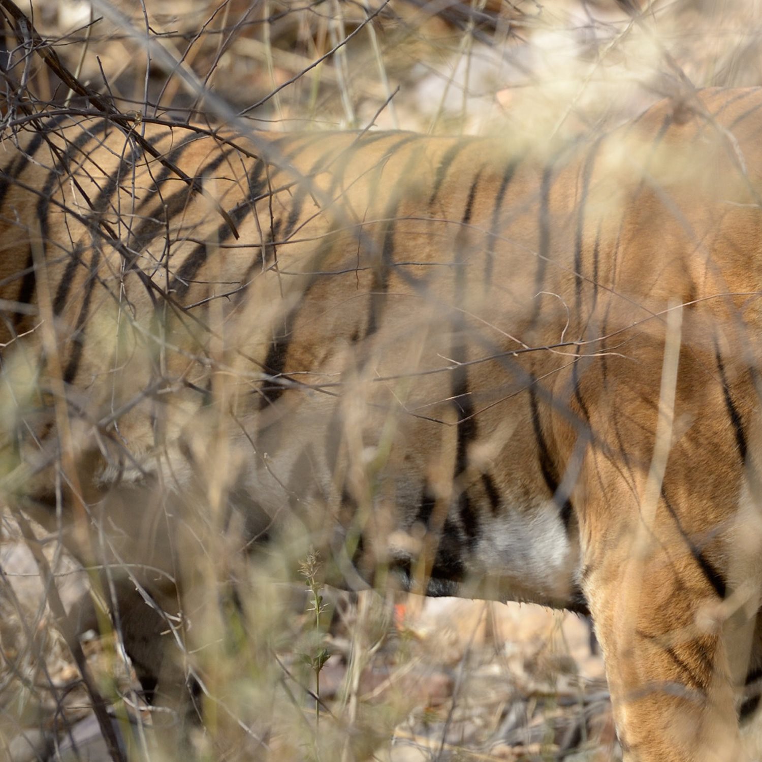 Tigers live and hunt alone You might think their pattern of black stripes - photo 18