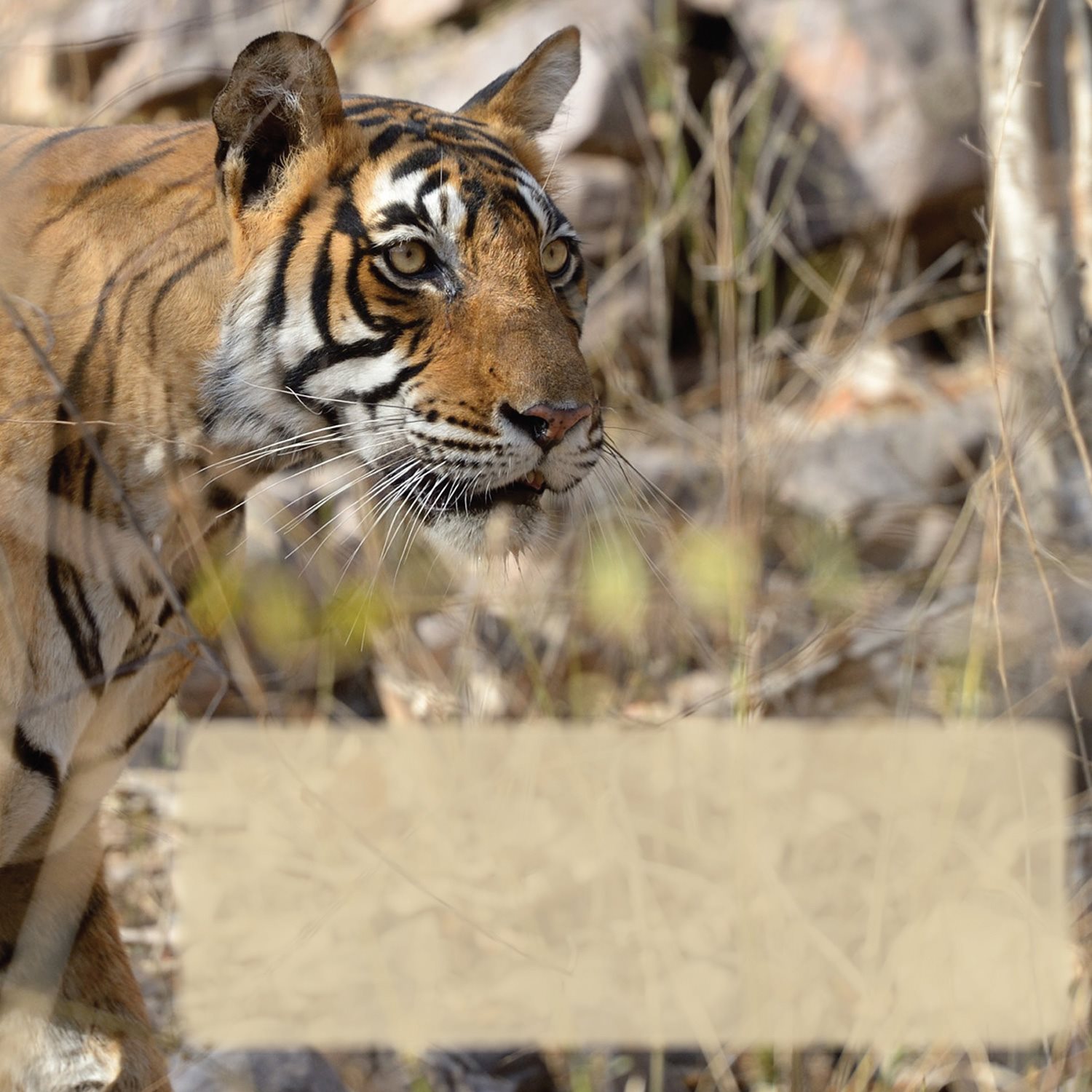 Tigers live and hunt alone You might think their pattern of black stripes - photo 19