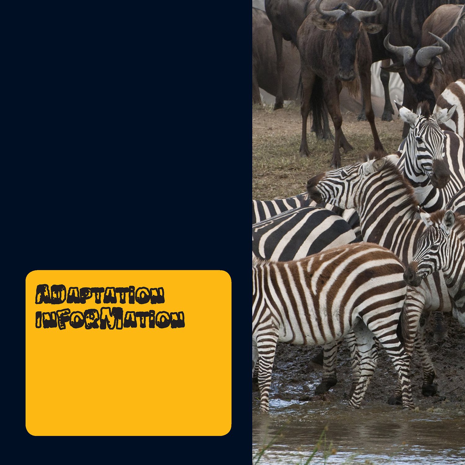 Zebras use their stripes to confuse predators Zebras live and travel in - photo 20