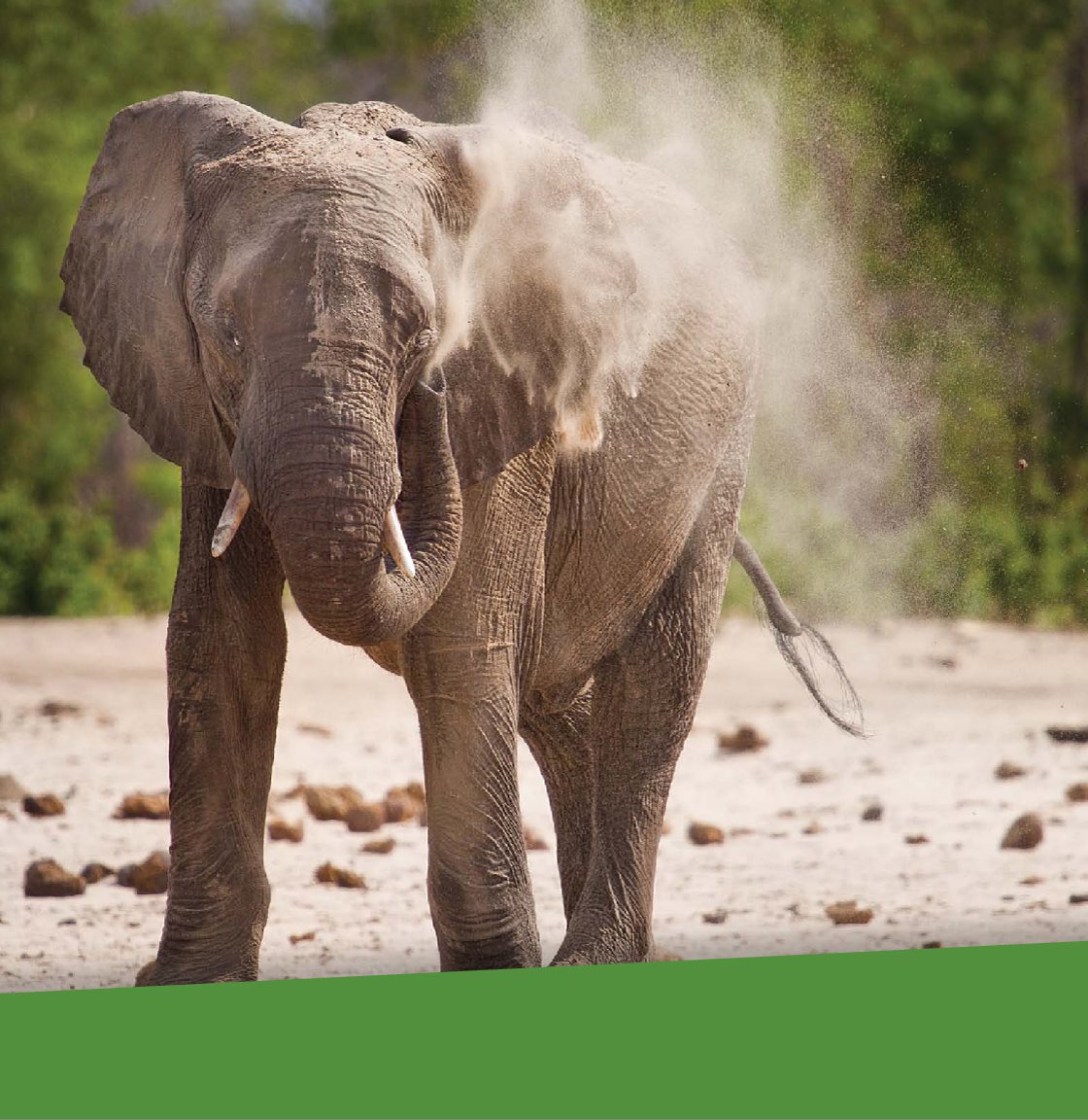 Elephants sometimes shower themselves with dirt to protect their skin - photo 7