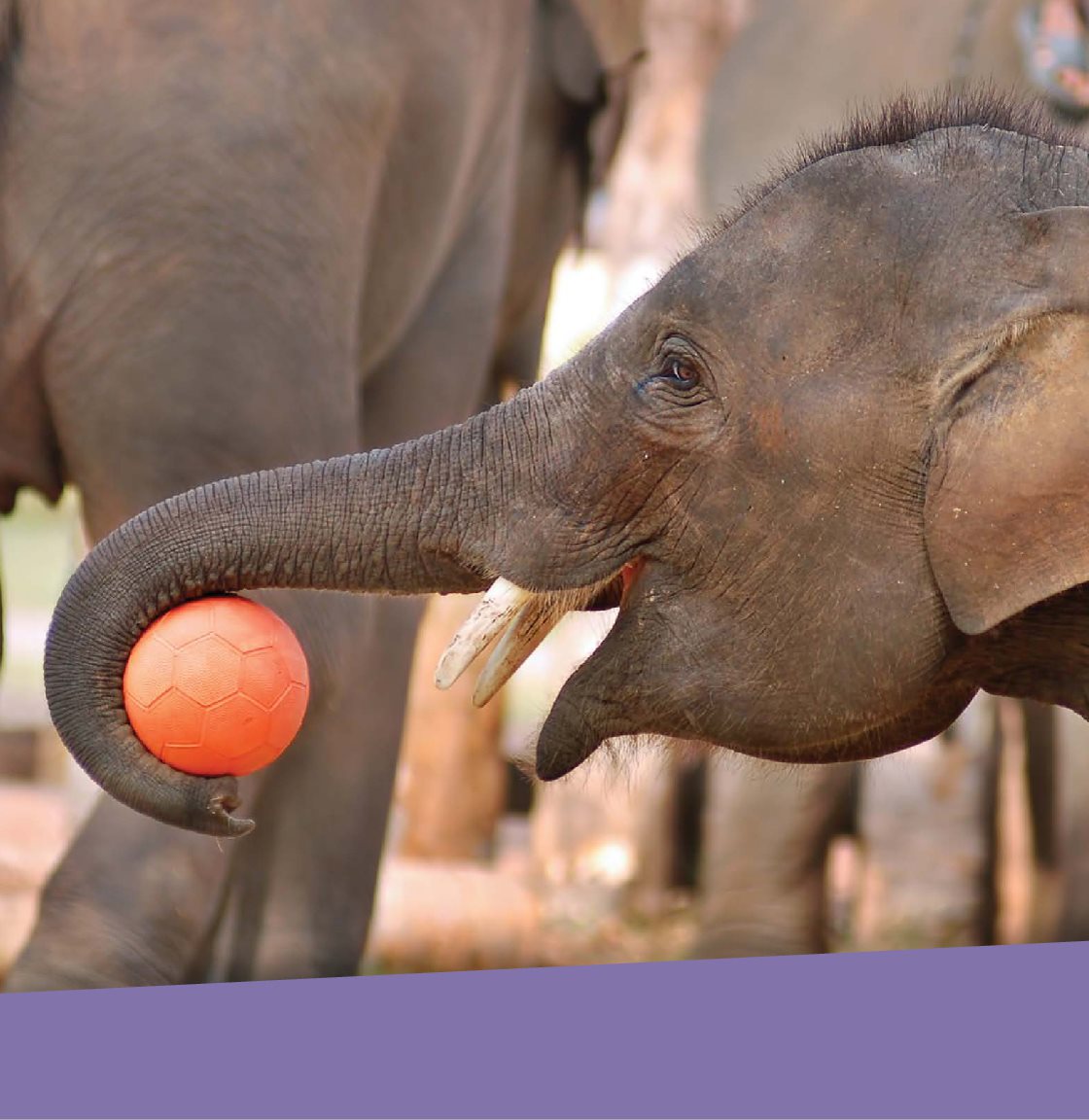 An elephant relies on its trunk to pick up and hold many different objects - photo 15