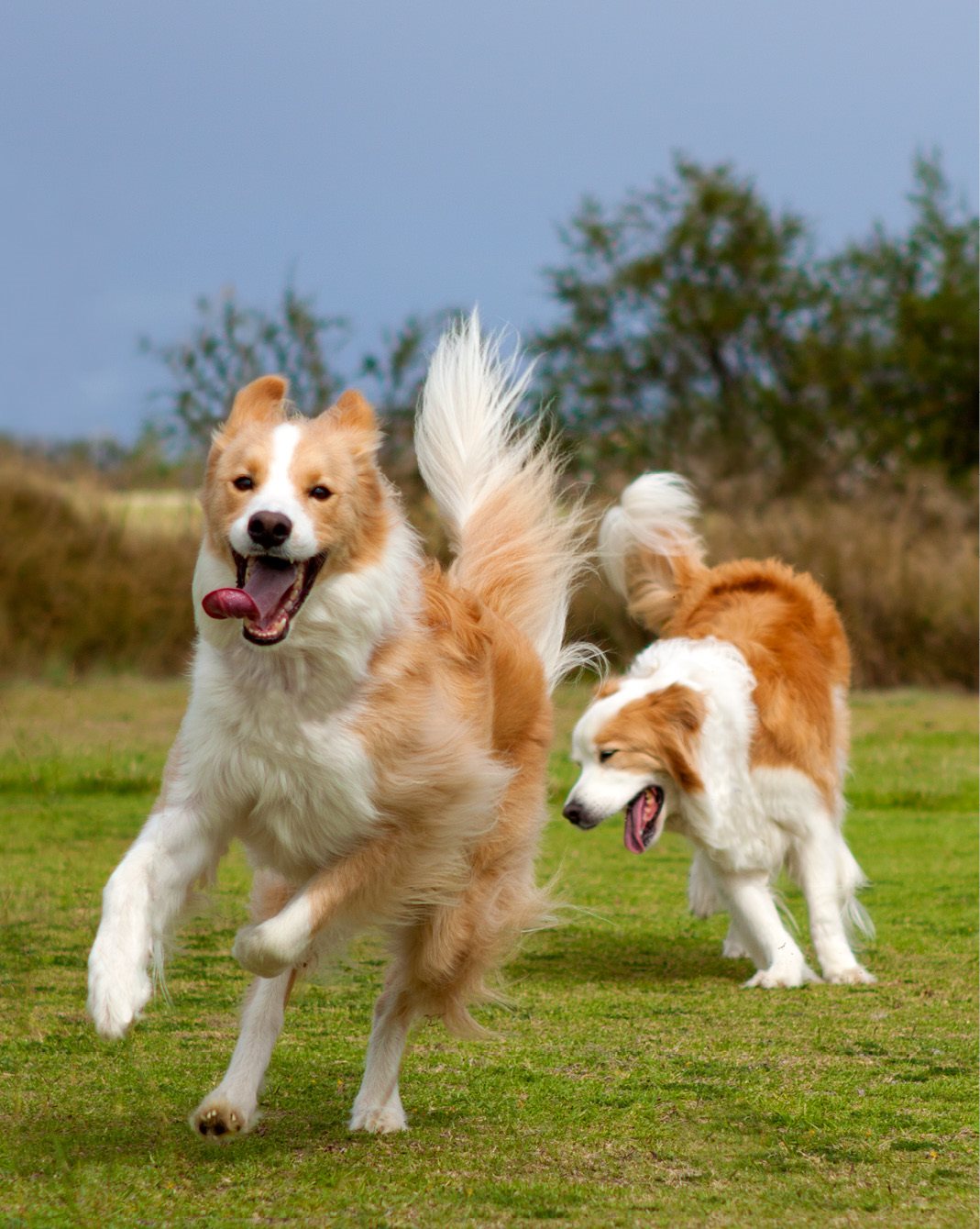 Red and White Border Collies Introduction Cute isnt he But is he the right dog - photo 4