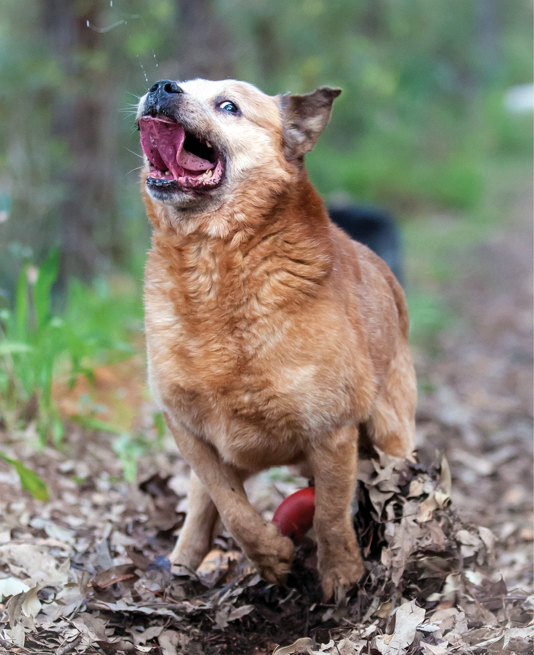 Australian Cattle Dog Rusty at 13 years of age taking his favourite toy out for - photo 6