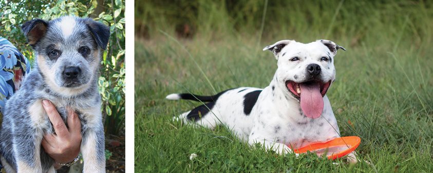 Australian Cattle Dog Puppy left Staffordshire Bull Terrier right To get - photo 5