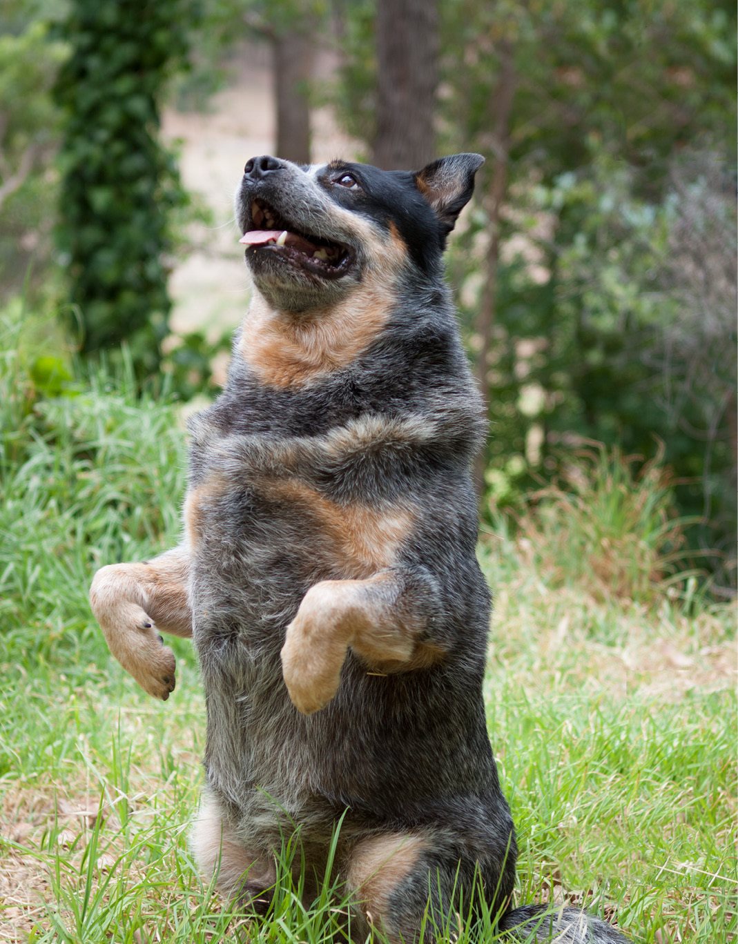 One of my wonderful Australian Cattle Dogs Tyson Acknowledgements Cathy - photo 2