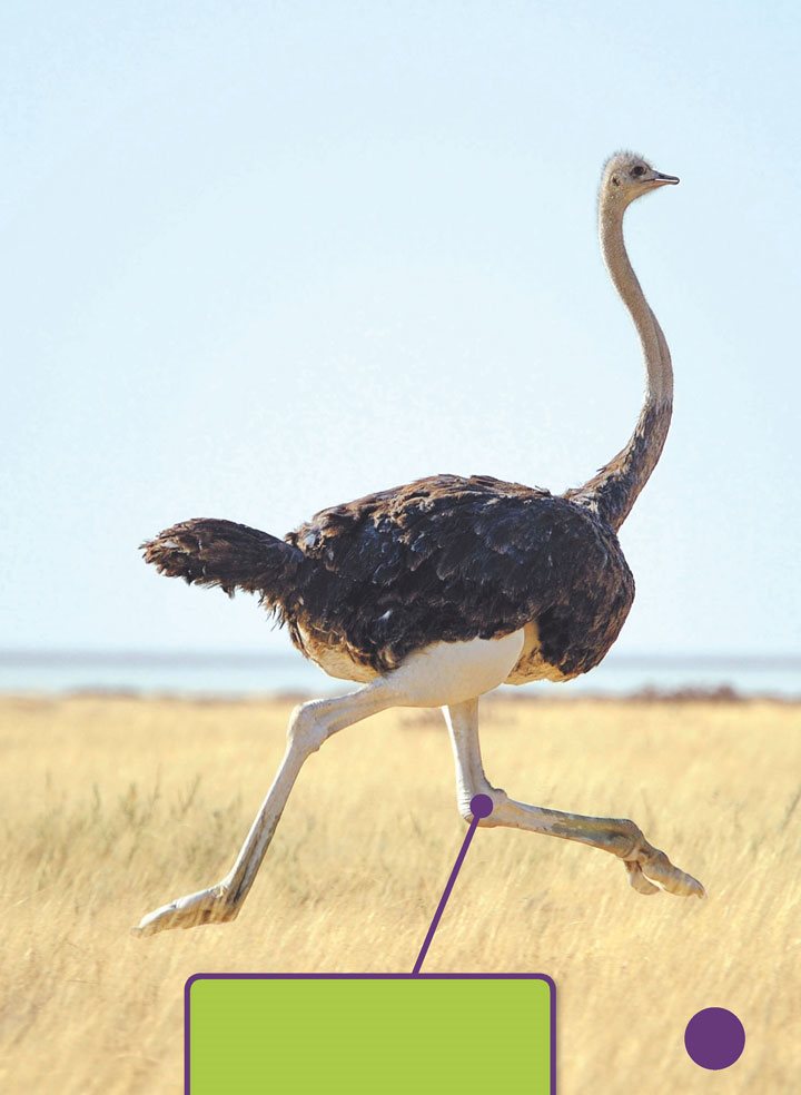 Ostriches can run up to miles 78 kilometers per hour Ostriches wings - photo 15