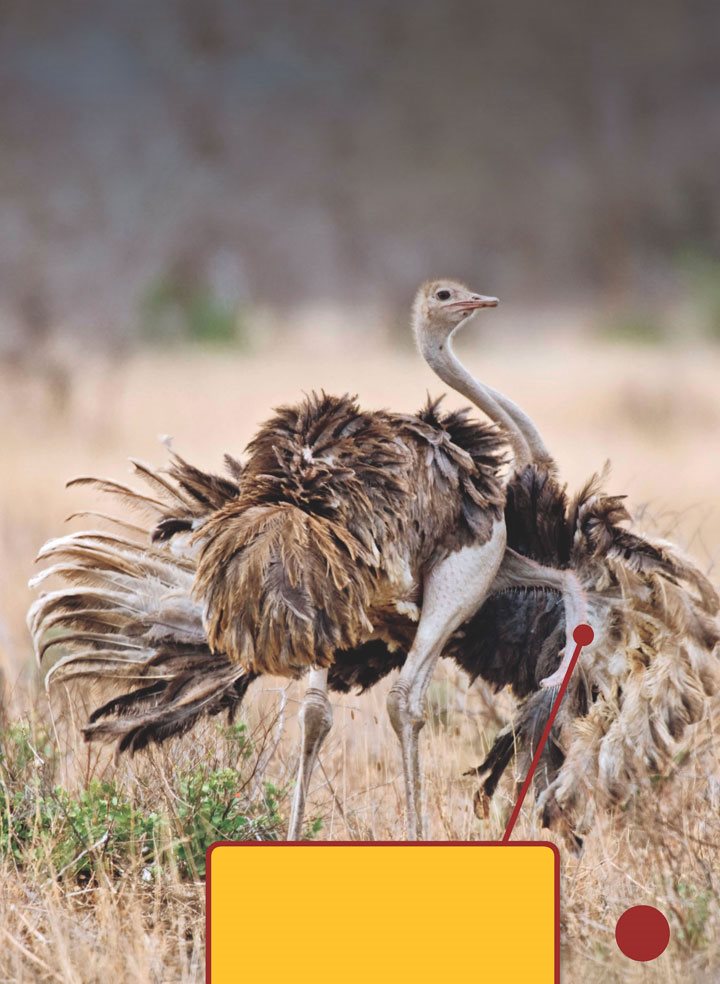 Males and females protect the chicks from predators These include lions - photo 17