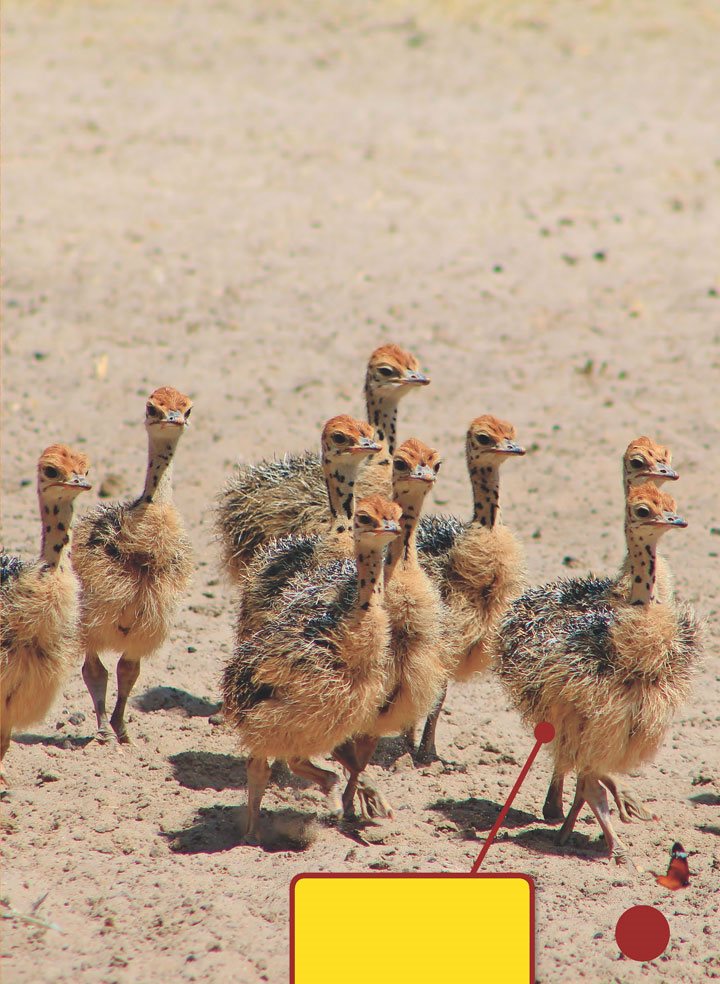 After about six weeks the baby ostriches begin to chirp inside the eggs - photo 7