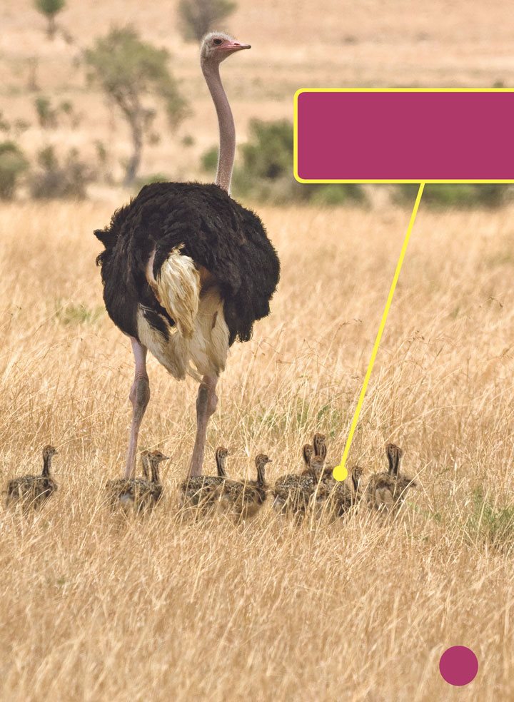 Blending in with the grass keeps chicks safe from predators Chicks have - photo 9