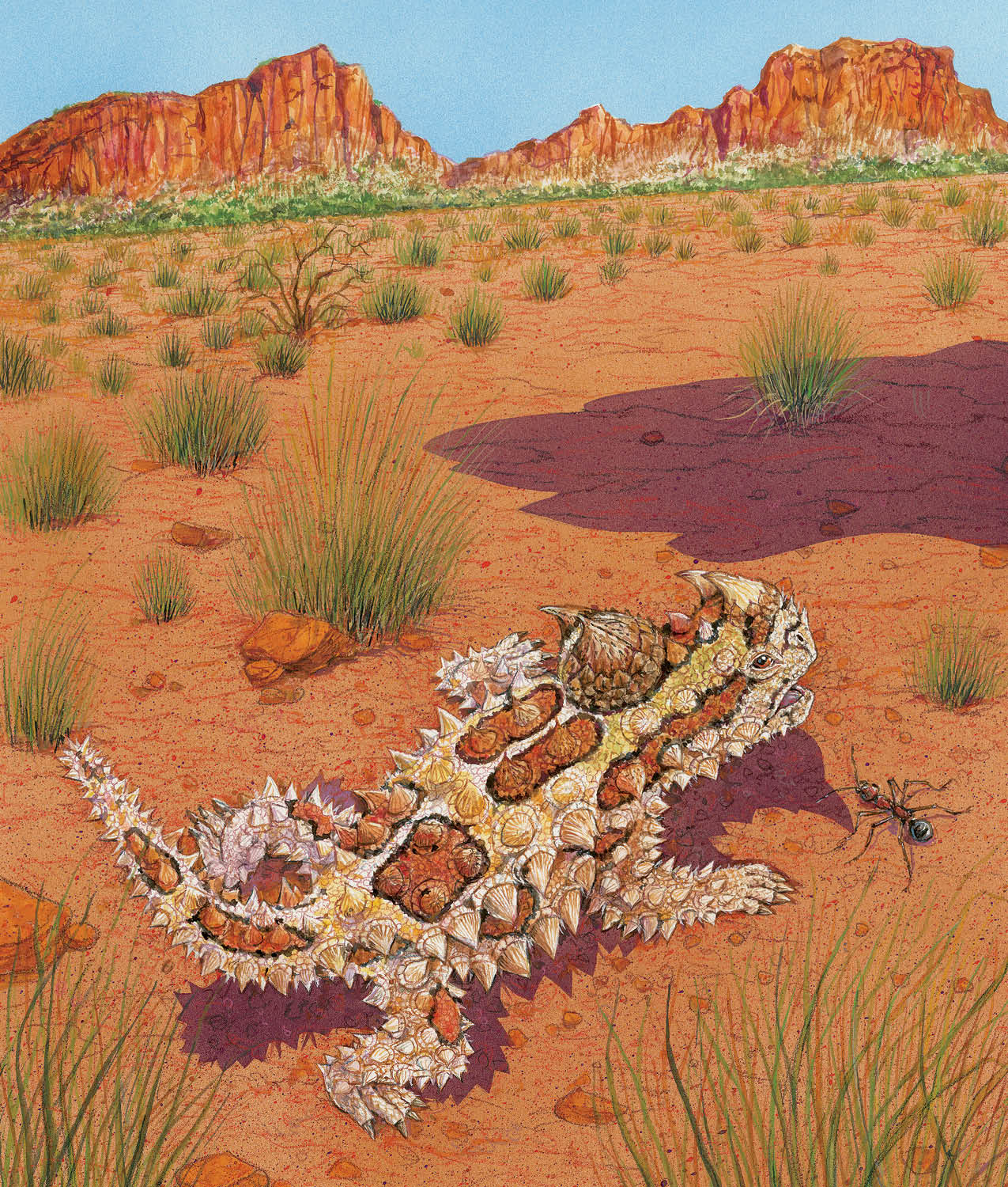 Thorny Devil may be sung to Yankee Doodle Thorny devil on the sand - photo 12