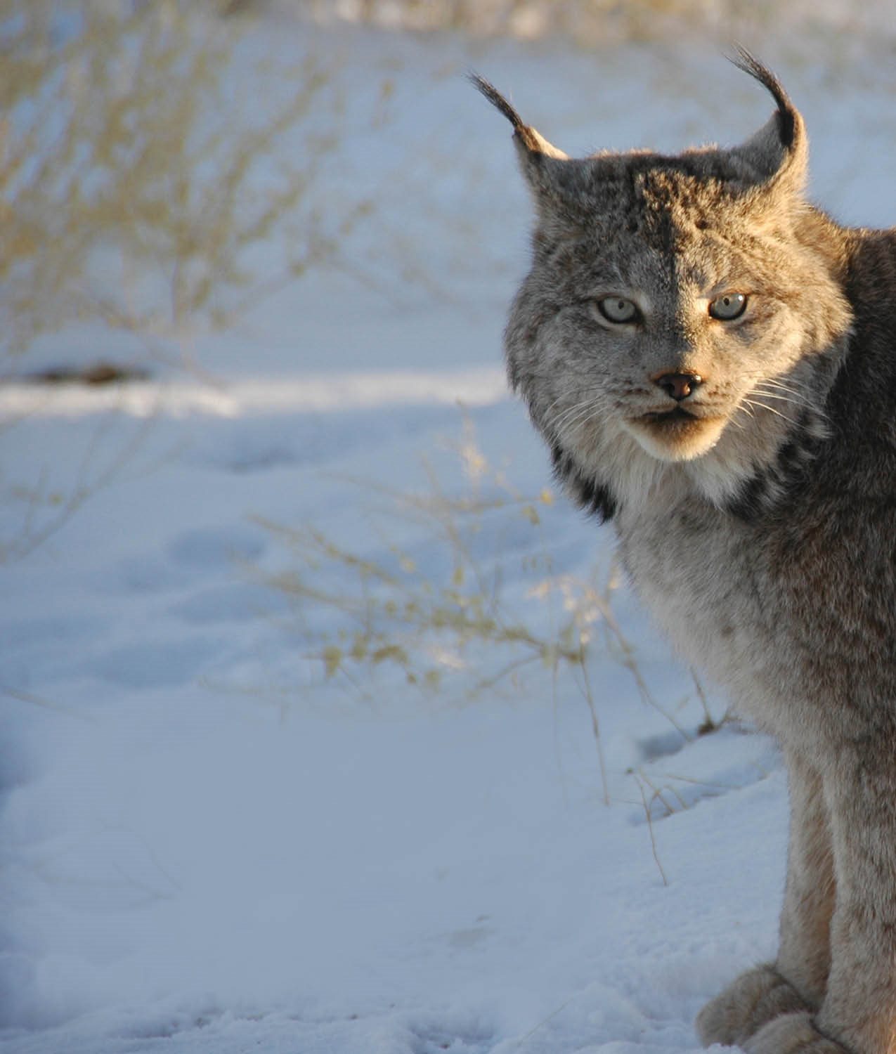 Canadian lynx Kiki no longer has claws Her teeth are not sharp because they - photo 10