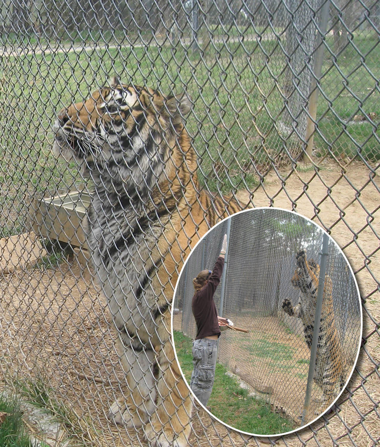 Daily care takes place from outside of the enclosures Veterinarians can squirt - photo 19