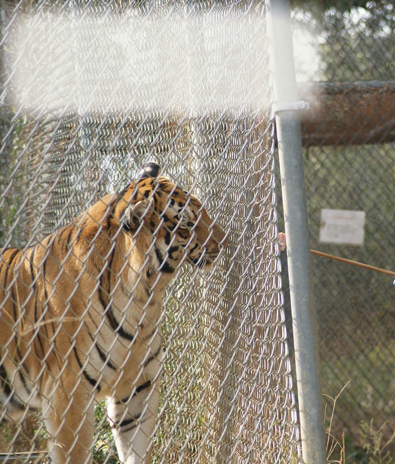 Daily care takes place from outside of the enclosures Veterinarians can squirt - photo 20