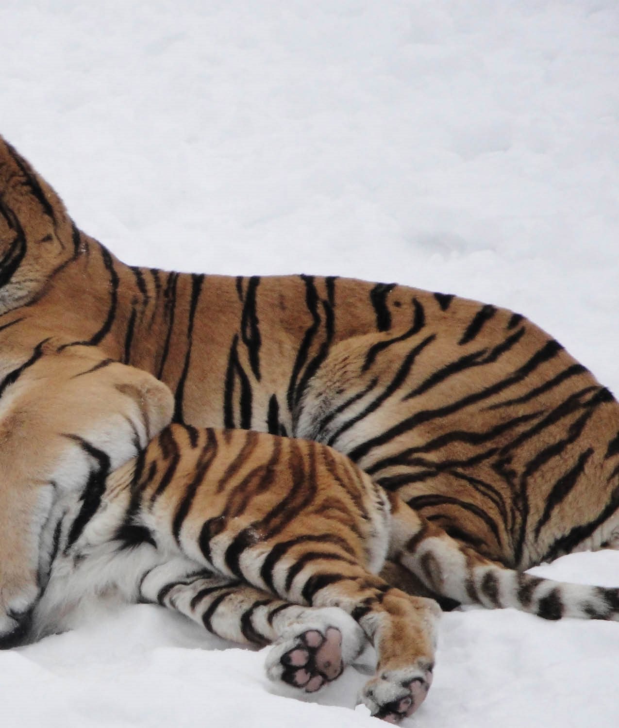 Once sick and starving tigers Lilly and Titan were rescued by The Wildcat - photo 9