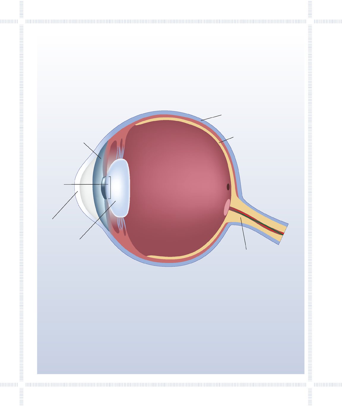 Stuck to the eyelids are hairs called eyelashes They keep out dust and small - photo 8