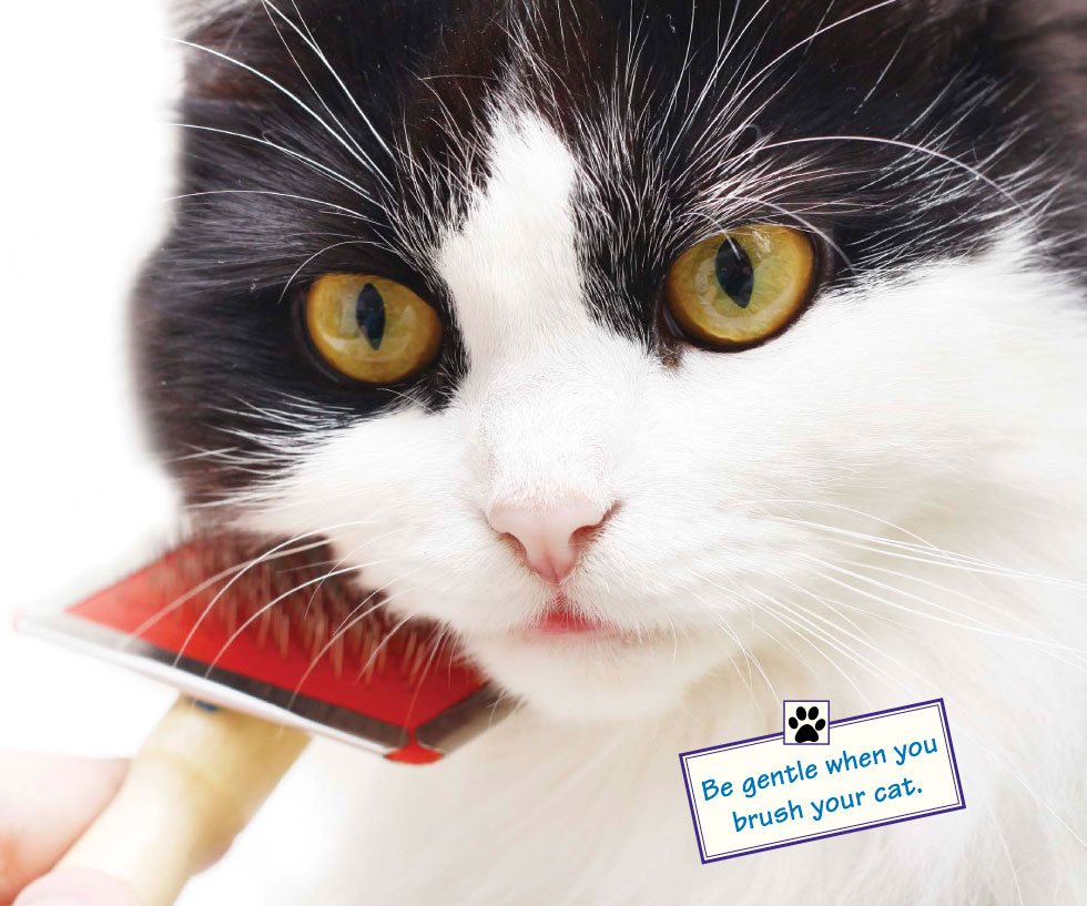 Be gentle when you brush your cat GROOMING Mixed-breed cats can have - photo 16