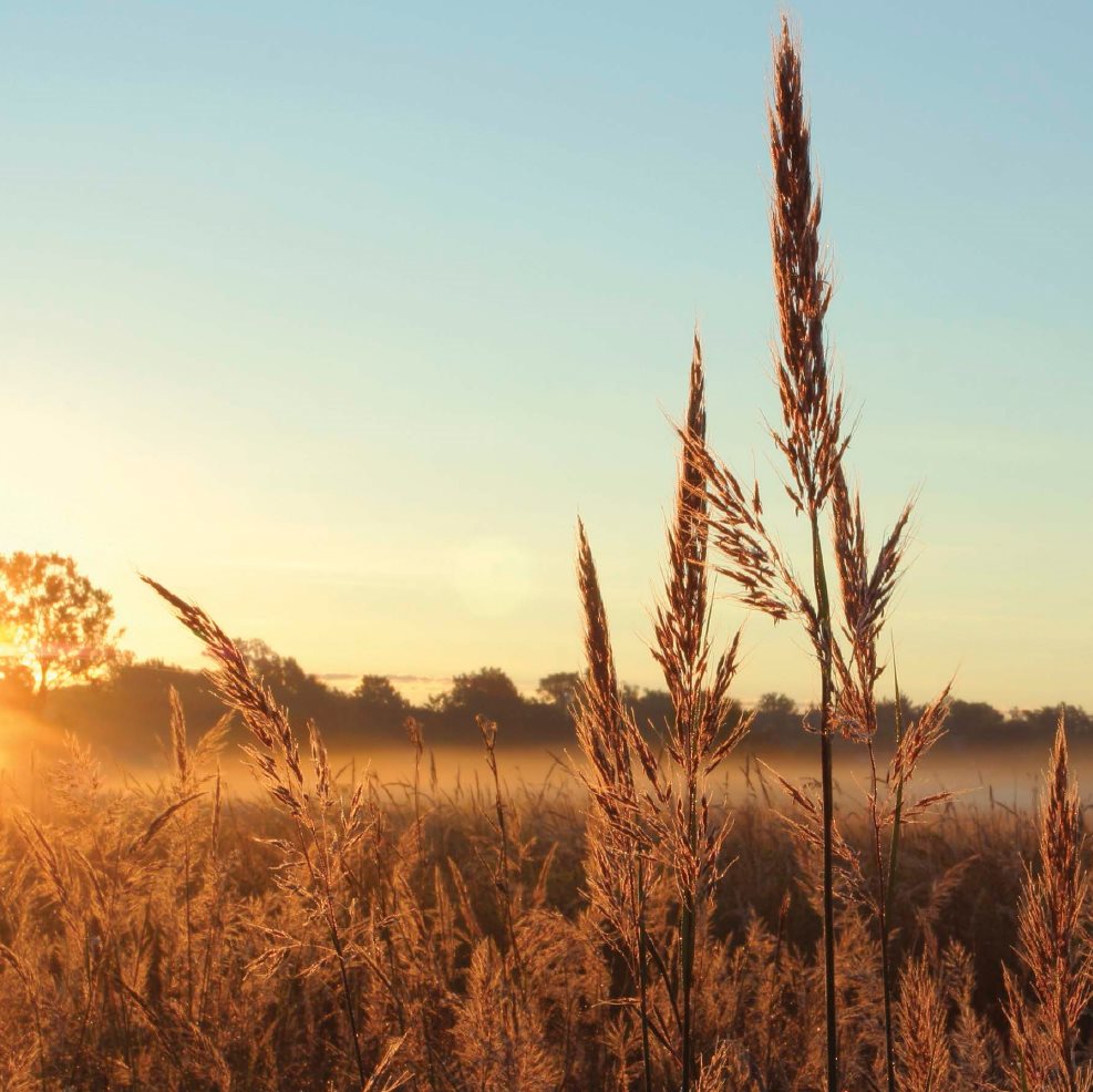 DAWN AS sunlight glints across hills of rolling green grass sparkling - photo 2