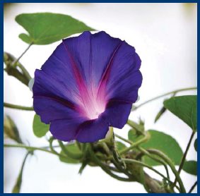 Trumpet-shaped morning glories produce a fresh bloom every morning MORNINGS - photo 6