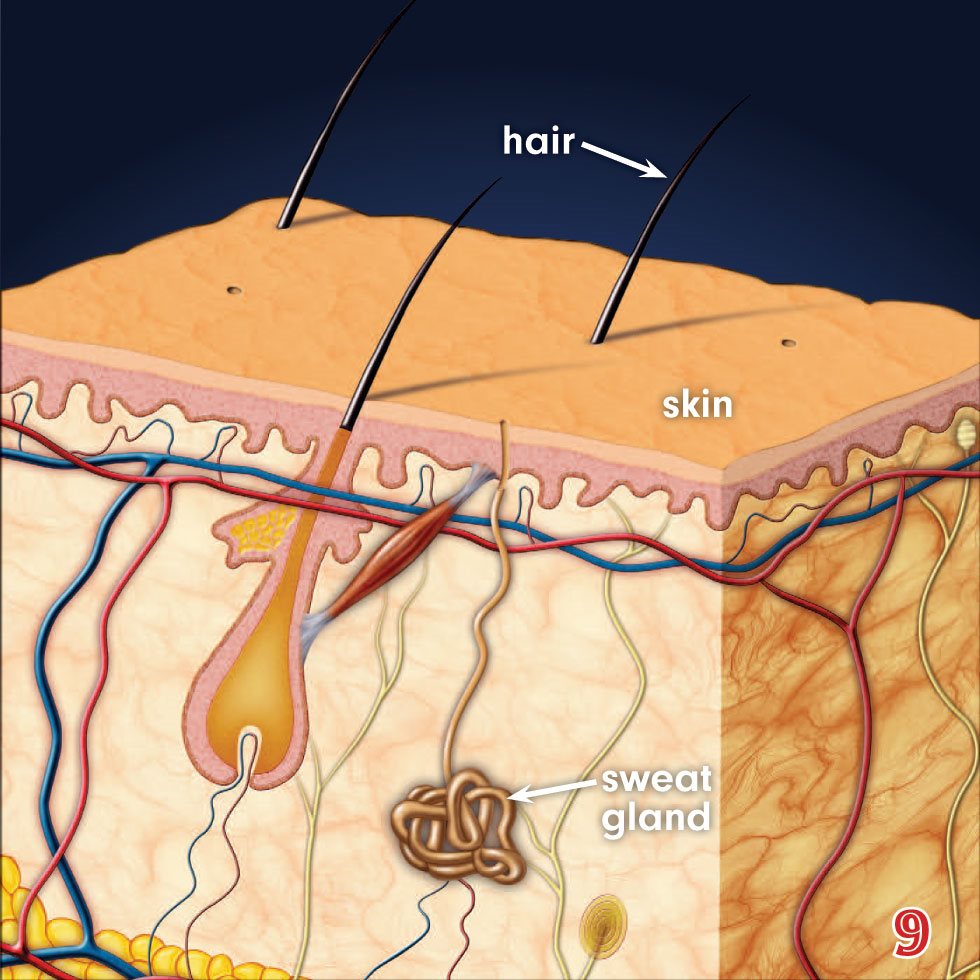 hair skin sweat gland Our sweat is made almost entirely of - photo 11