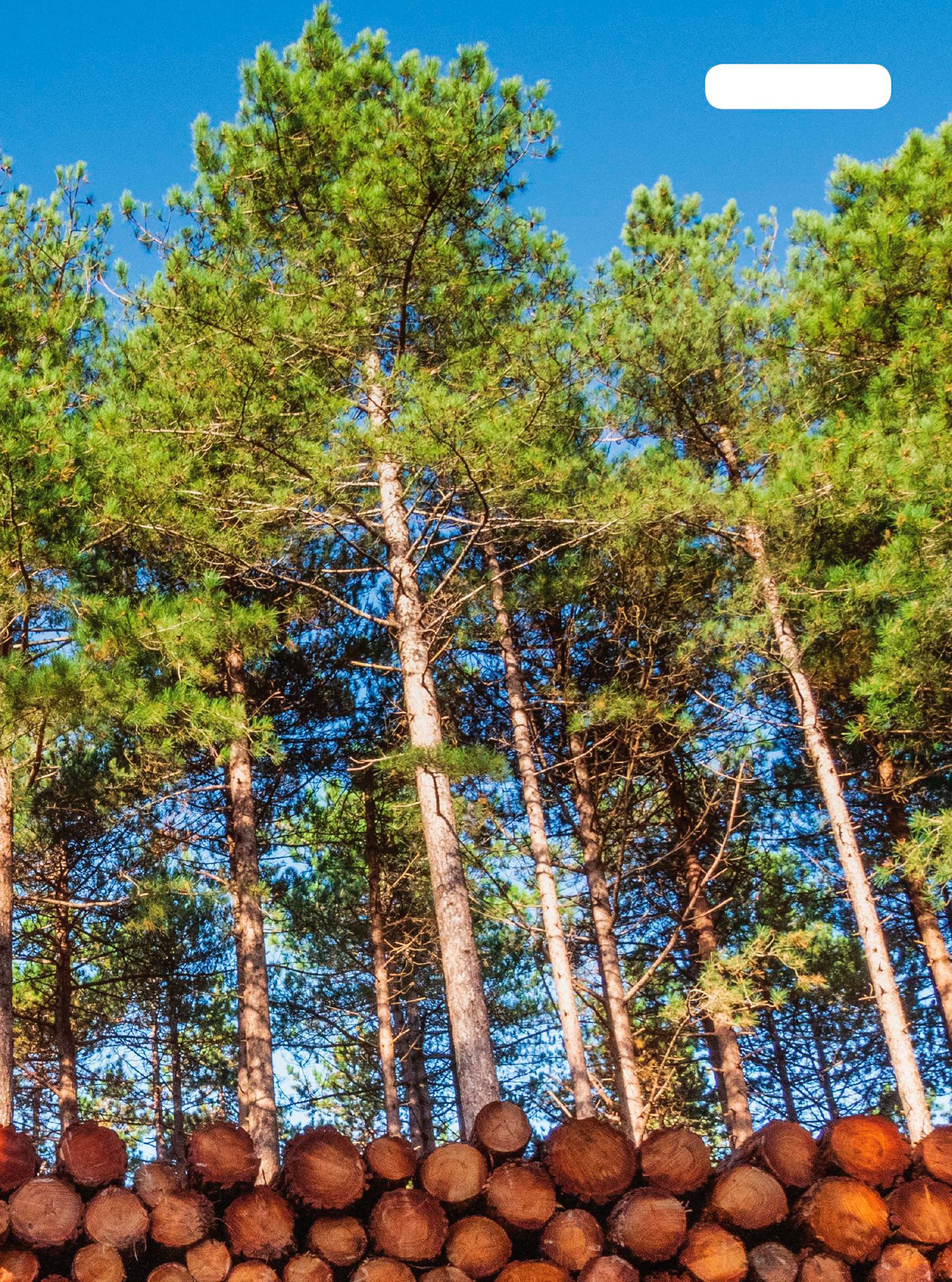 pine trees It is not easy to drive large trucks close enough to pick up - photo 5