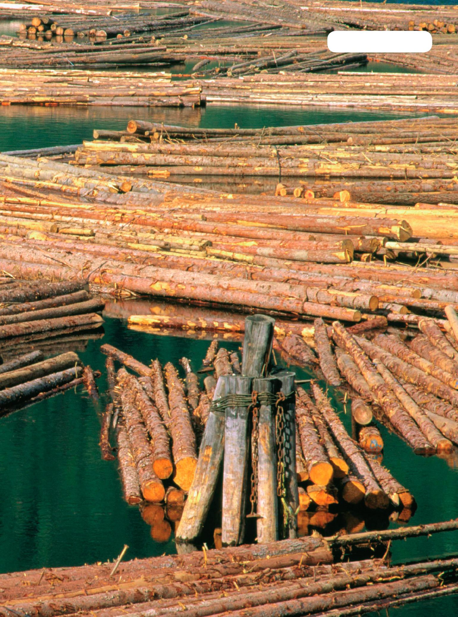 floating logs Once the logs reach the timber mill the bark is taken - photo 7