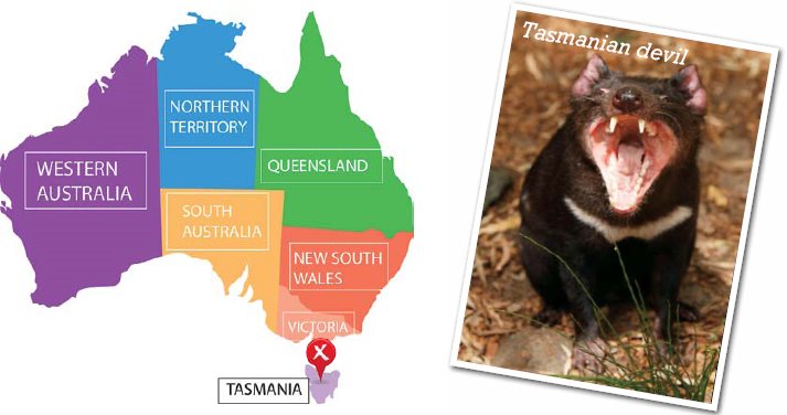 Tasmanian devils live on the Australian island of Tasmania Tasmanian devils - photo 11