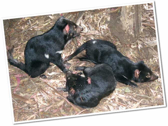 As soon as they are born Tasmanian devil babies race to their mothers pouch - photo 13