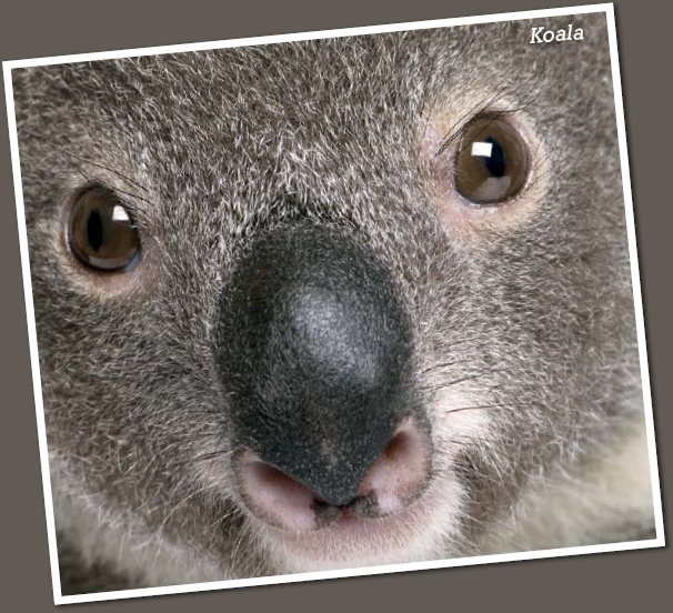 Most marsupial species including the kangaroo koala and Tasmanian devil - photo 3