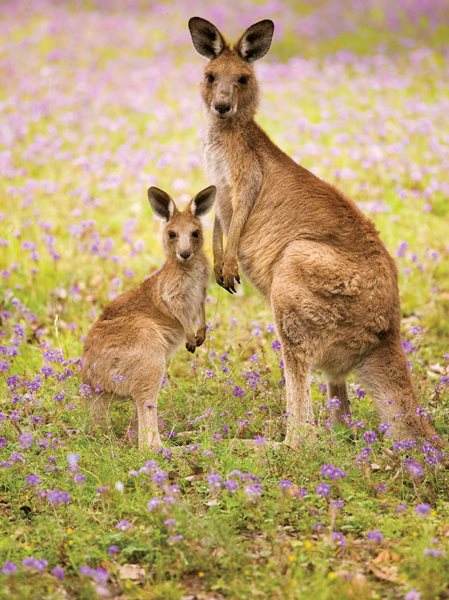 DID YOU KNOW A male kangaroo is called a boomer buck or jack A female is a - photo 7