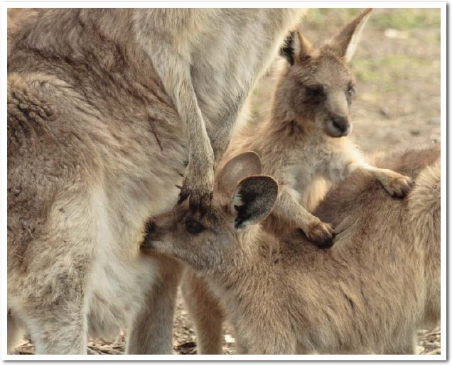 To drink its mothers milk the joey must find the nipple inside its mothers - photo 8