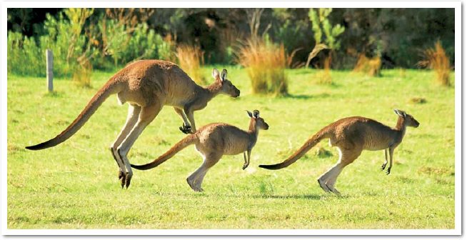 During extremely dry times kangaroos will migrate as far as 125 miles 200 - photo 9