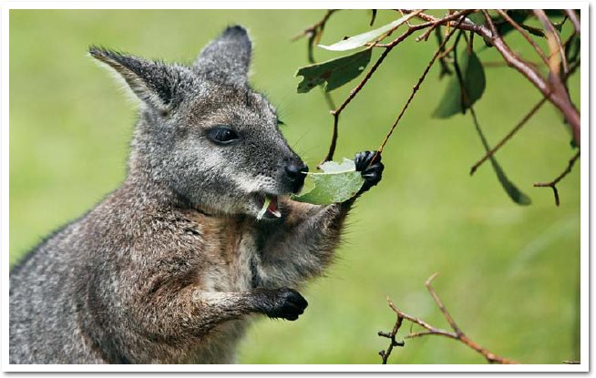 Wallabies are closely related to kangaroos They also live in Australia - photo 10