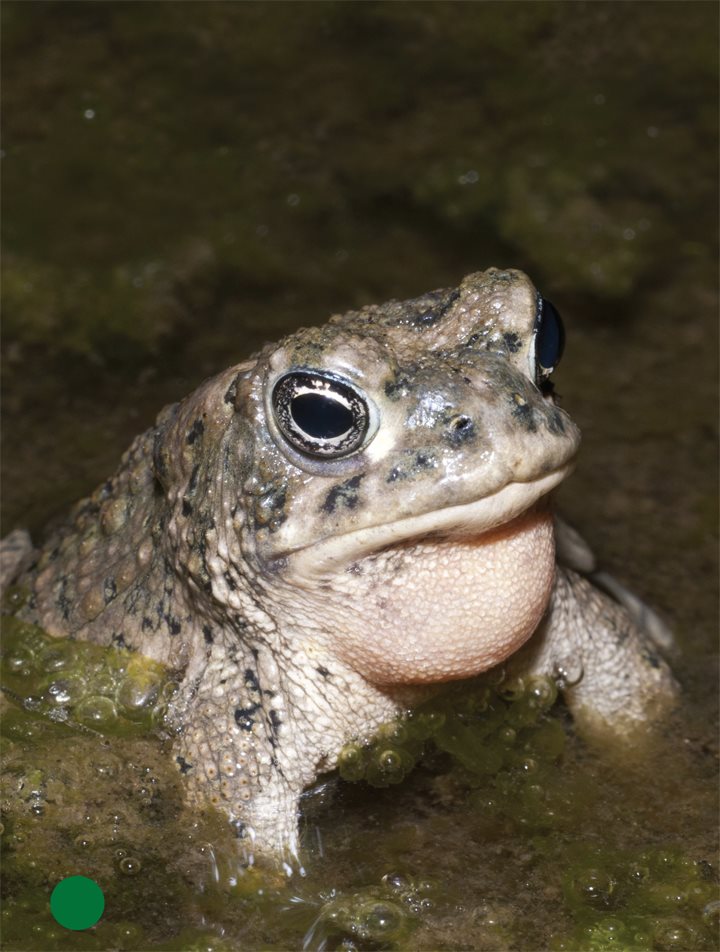 The endangered arroyo toad lives in California It digs a burrow during the - photo 12