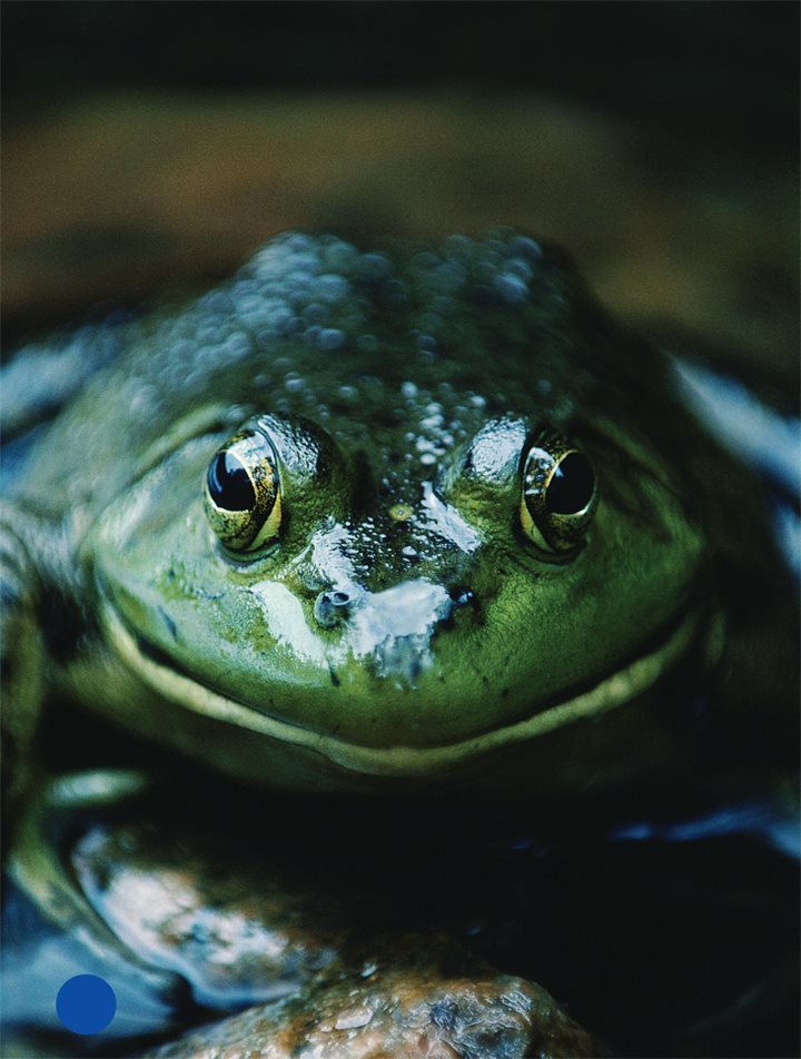 All amphibians have smooth moist skin Damp skin gives them extra air to - photo 8